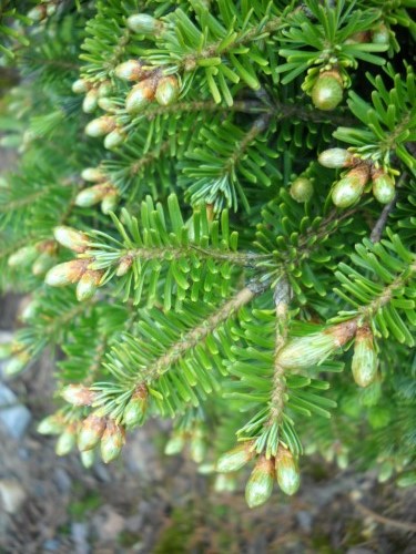 Пихта белая (Abies alba)