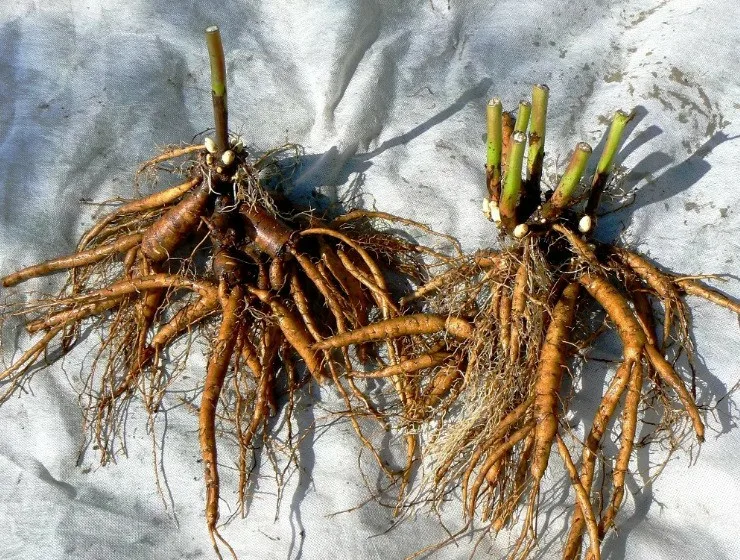 Лилейник Чикаго Блэк Аут