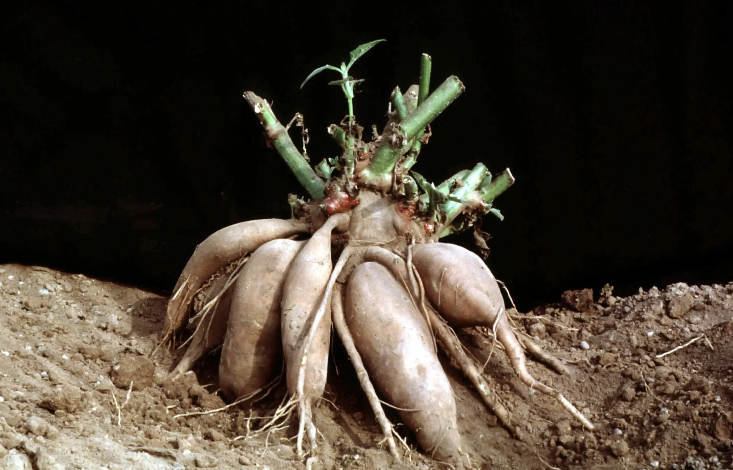 Георгин Крими Муар